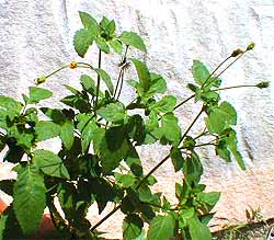 cobblers peg herb