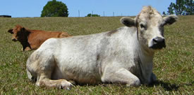 healthy vegetarian cow