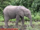 healthy vegetarian elephant