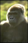 healthy vegetarian gorilla