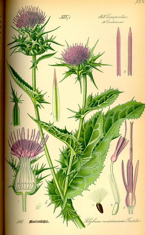 Milk Thistle herb